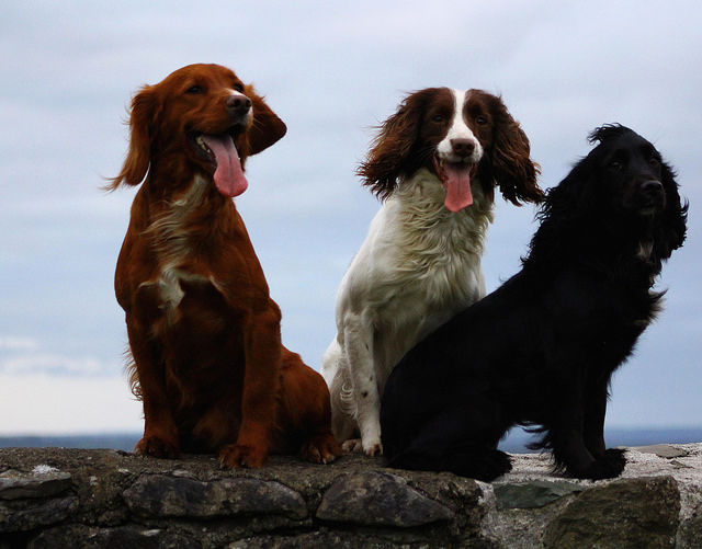 5-reasons-why-walking-the-dog-is-an-important-chore-homey-app-for